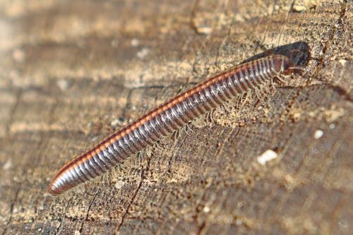 Réf. 300 940 : Ommatoiulus sabulosus
